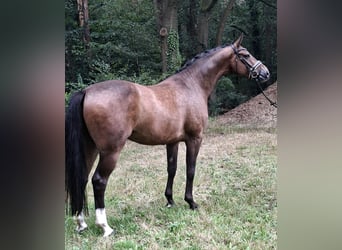 Rouan bai, Hongre, 8 Ans, 172 cm, Bai