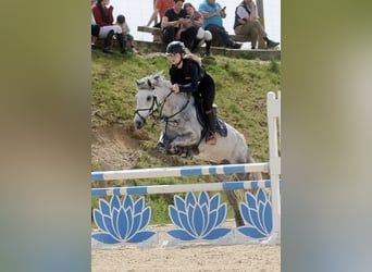 Rouan bai, Jument, 10 Ans, 148 cm, Gris