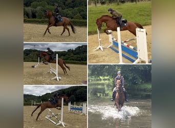 Rouan bai, Jument, 10 Ans, 160 cm, Alezan