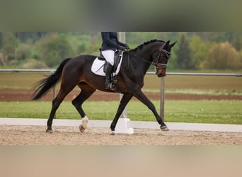 Rouan bai, Jument, 10 Ans, 172 cm, Bai brun foncé