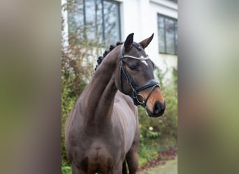 Rouan bai, Jument, 11 Ans, 168 cm