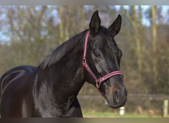 Rouan bai, Jument, 13 Ans, 165 cm, Bai brun foncé