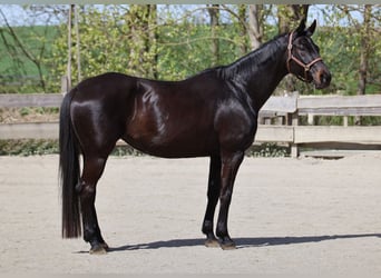 Rouan bai, Jument, 13 Ans, 165 cm, Bai brun foncé