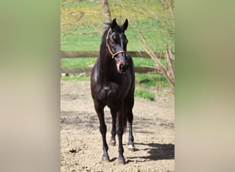 Rouan bai, Jument, 13 Ans, 165 cm, Bai brun foncé