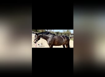Rouan bai, Jument, 13 Ans, 168 cm, Bai