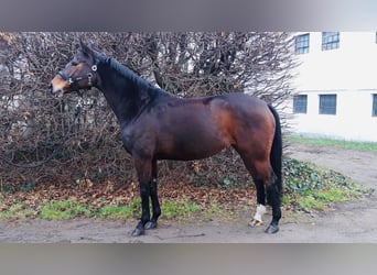 Rouan bai, Jument, 14 Ans, 165 cm, Bai brun