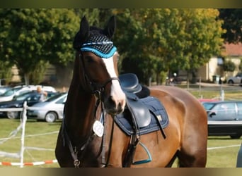 Rouan bai, Jument, 14 Ans, 166 cm