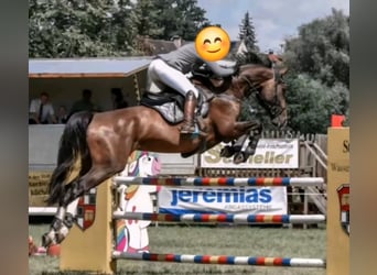 Rouan bai, Jument, 14 Ans, 166 cm