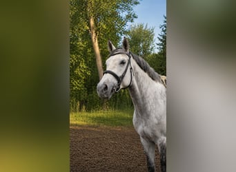 Rouan bai, Jument, 14 Ans, 168 cm, Gris pommelé