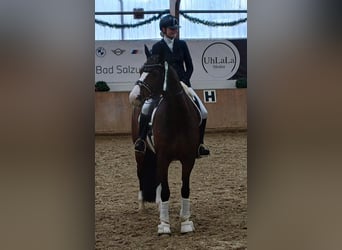 Rouan bai, Jument, 14 Ans, 170 cm, Bai brun