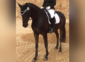 Rouan bai, Jument, 15 Ans, 164 cm, Bai brun