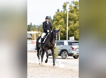 Rouan bai, Jument, 15 Ans, 176 cm, Bai brun foncé