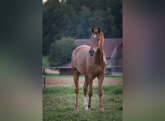 Rouan bai, Jument, 3 Ans, 163 cm, Alezan brûlé