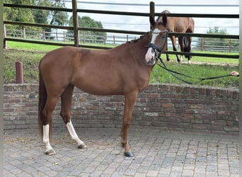 Rouan bai, Jument, 3 Ans, 163 cm, Alezan