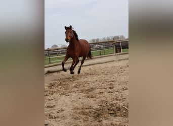 Rouan bai, Jument, 3 Ans, 164 cm, Bai