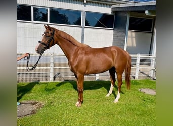 Rouan bai, Jument, 3 Ans, 167 cm, Alezan