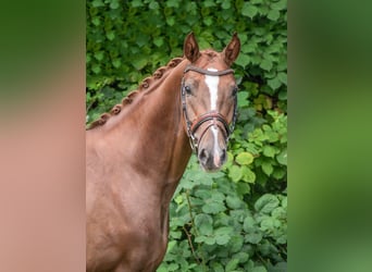 Rouan bai, Jument, 4 Ans, 156 cm, Alezan