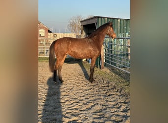 Rouan bai, Jument, 4 Ans, 160 cm, Bai