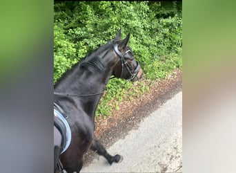 Rouan bai, Jument, 4 Ans, 161 cm, Noir