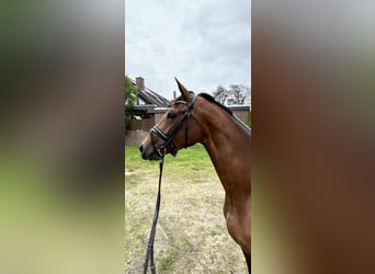 Rouan bai, Jument, 4 Ans, 166 cm, Bai