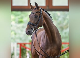 Rouan bai, Jument, 4 Ans, 166 cm, Bai