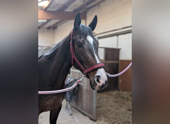 Rouan bai, Jument, 4 Ans, 167 cm, Bai brun