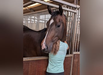 Rouan bai, Jument, 4 Ans, 167 cm, Bai brun