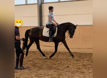 Rouan bai, Jument, 4 Ans, 167 cm, Bai brun