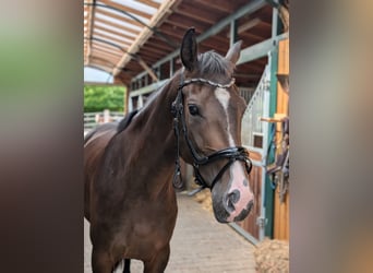 Rouan bai, Jument, 4 Ans, 167 cm, Bai brun