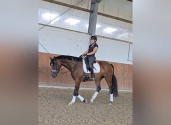 Rouan bai, Jument, 4 Ans, 169 cm, Bai brun