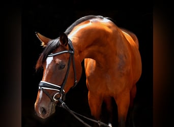 Rouan bai, Jument, 4 Ans, 169 cm, Bai brun