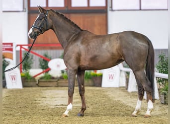 Rouan bai, Jument, 4 Ans, Alezan