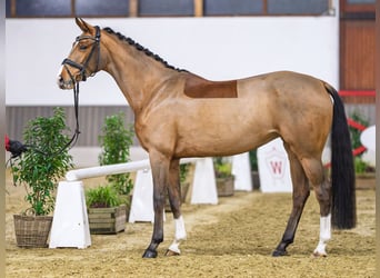 Rouan bai, Jument, 5 Ans, Alezan