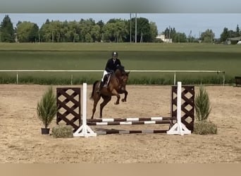 Rouan bai, Jument, 5 Ans, Bai cerise