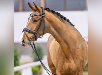 Rouan bai, Jument, 5 Ans