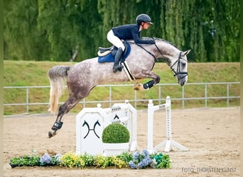 Rouan bai, Jument, 6 Ans, 164 cm, Alezan