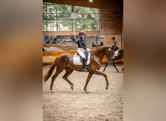 Rouan bai, Jument, 6 Ans, 173 cm, Alezan brûlé