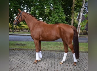 Rouan bai, Jument, 7 Ans, 163 cm, Alezan