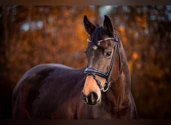 Rouan bai, Jument, 7 Ans, 165 cm, Bai