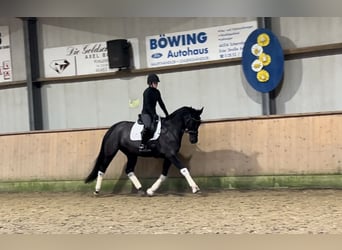 Rouan bai, Jument, 7 Ans, 165 cm, Noir