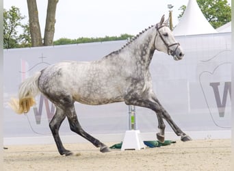 Rouan bai, Jument, 7 Ans, 173 cm, Gris