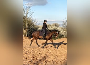 Rouan bai, Jument, 8 Ans, 165 cm, Bai