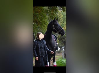 Rouan bai, Jument, 8 Ans, 165 cm