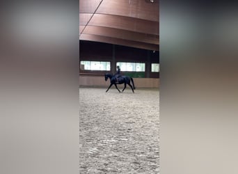 Rouan bai, Jument, 8 Ans, 165 cm, Noir