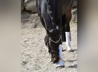 Rouan bai, Jument, 8 Ans, 168 cm, Bai brun