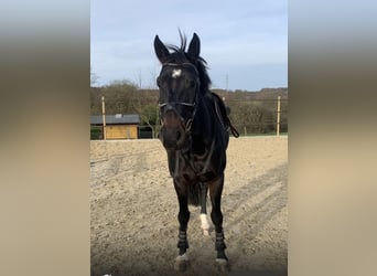 Rouan bai, Jument, 8 Ans, 169 cm, Bai brun foncé