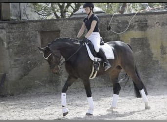 Rouan bai, Jument, 8 Ans, 169 cm, Bai brun foncé