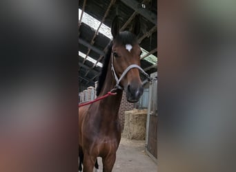 Rouan bai, Jument, 9 Ans, 162 cm, Bai