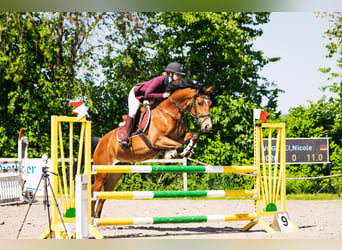 Rouan bai, Jument, 9 Ans, 165 cm, Bai