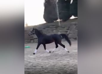 Rouan bai, Jument, 9 Ans, 169 cm, Bai brun foncé